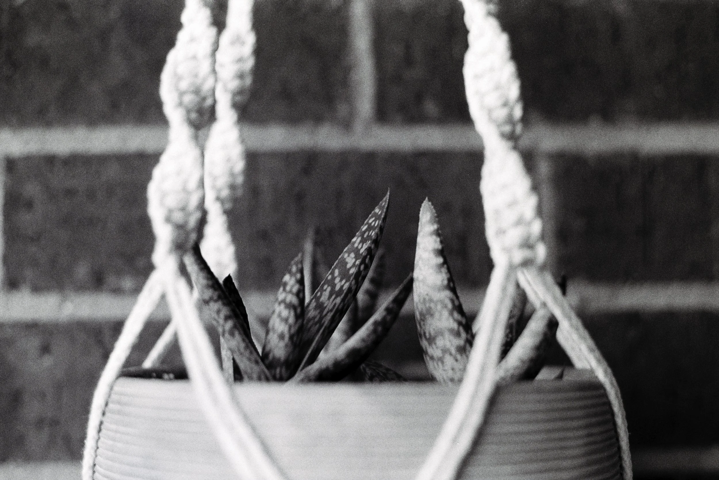 Close-up of aloe plants with elongated, spiky leaves in a white hanging in front of a brick wall background.