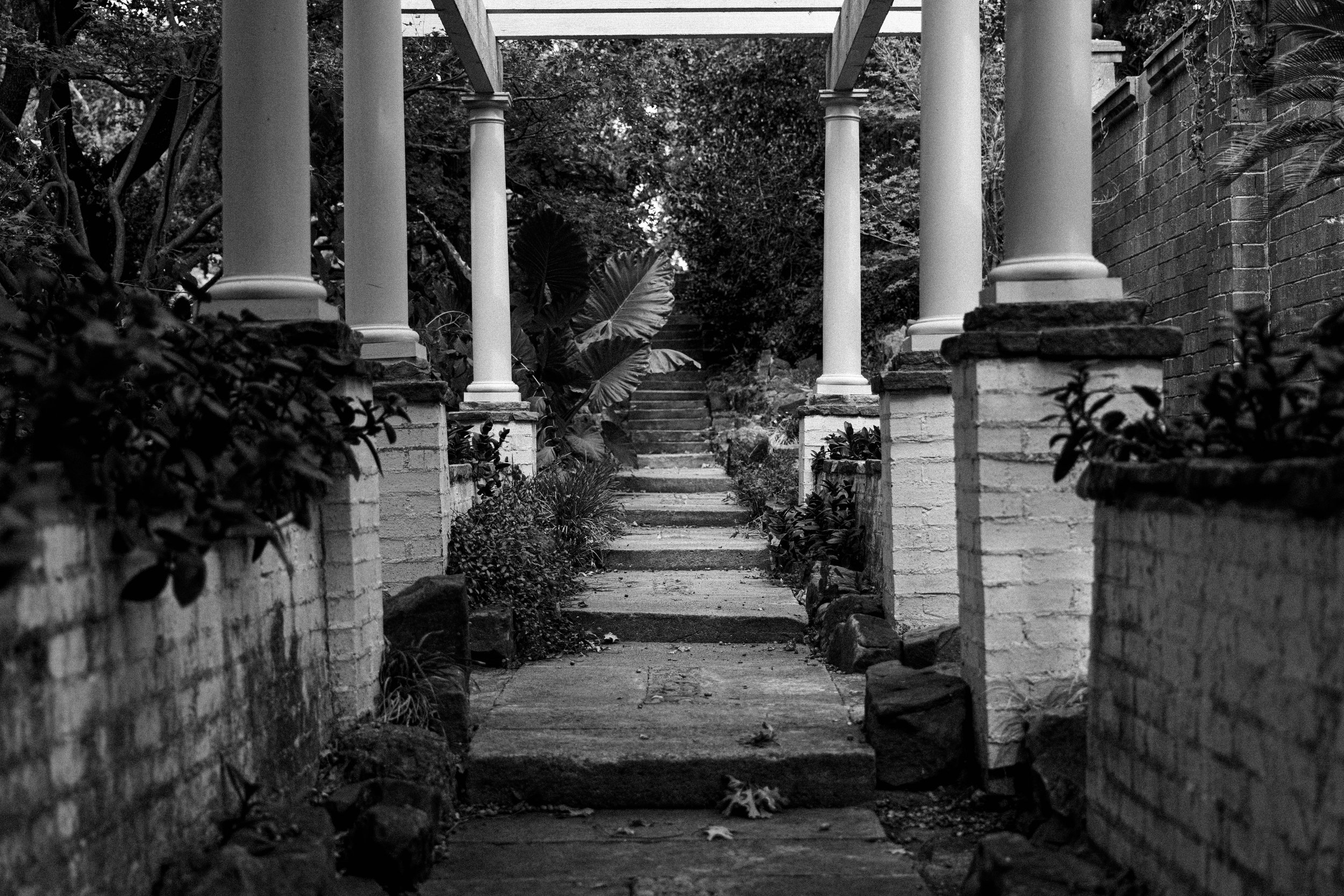 A black-and-white photo of a stone staircase in a garden, flanked by brick walls with plants growing along the sides, and supported by white columns at the top.