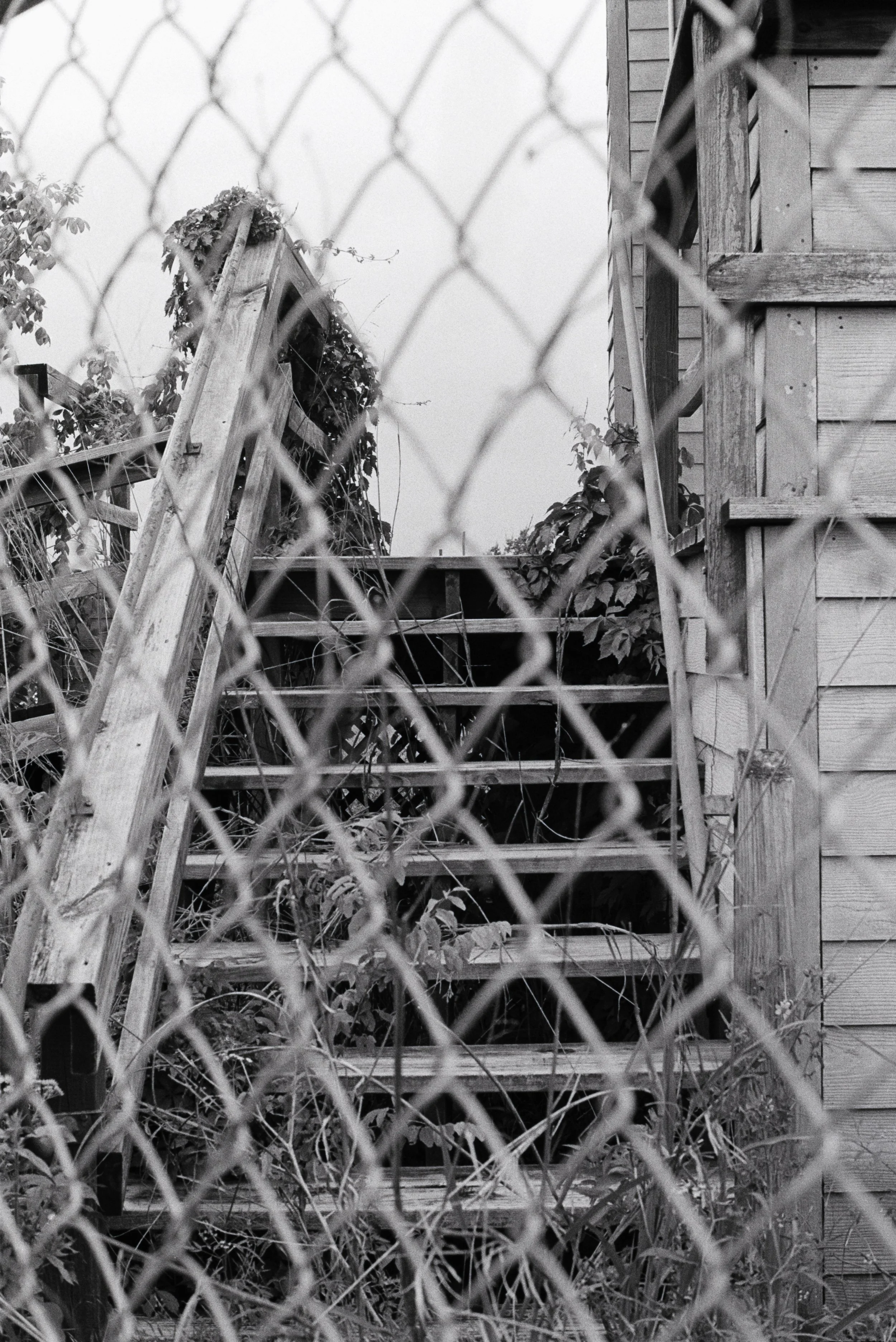 A black and white photo of a wooden staircase leading up a small deck, partially obscured by a chain-link fence with some overgrown plants in the foreground.