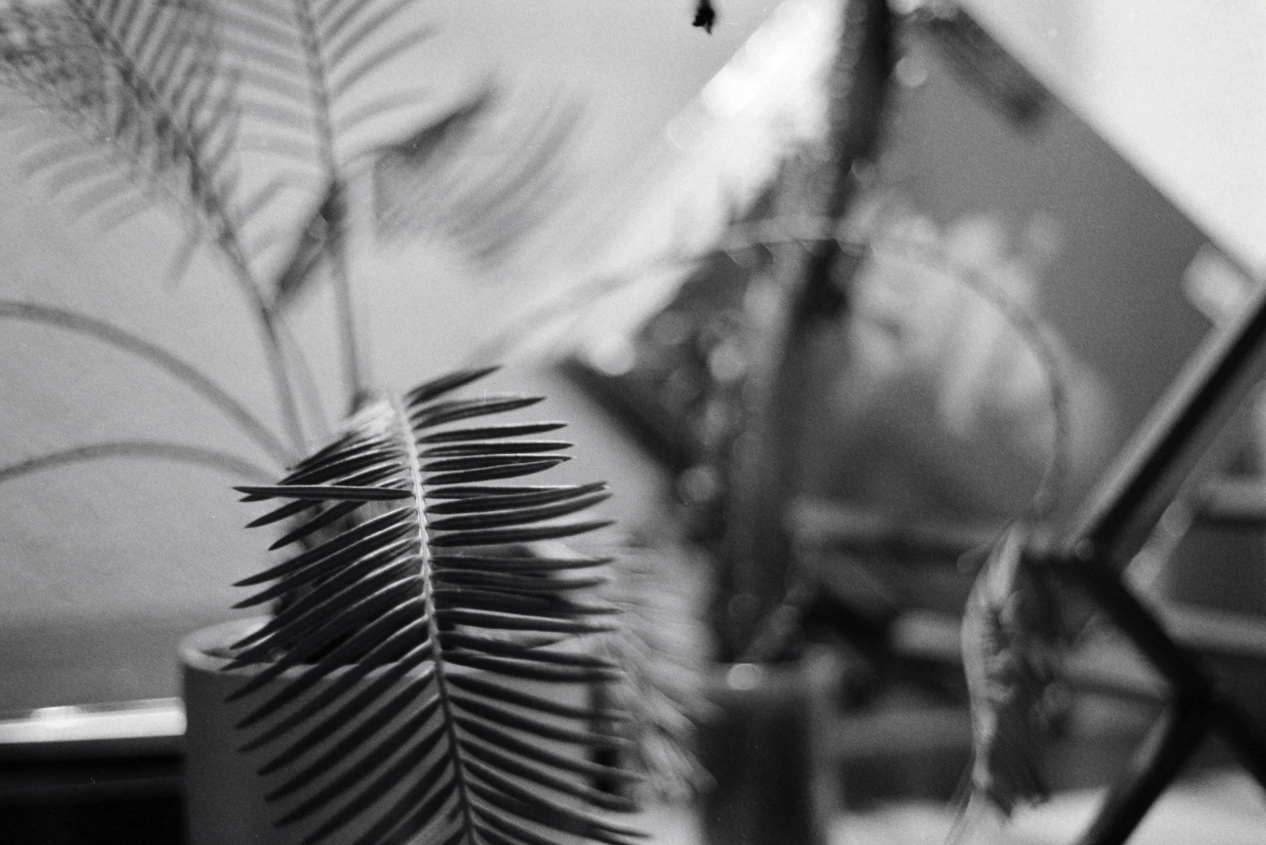 Close-up of a palm leaf with other blurred foliage in the background, in black and white