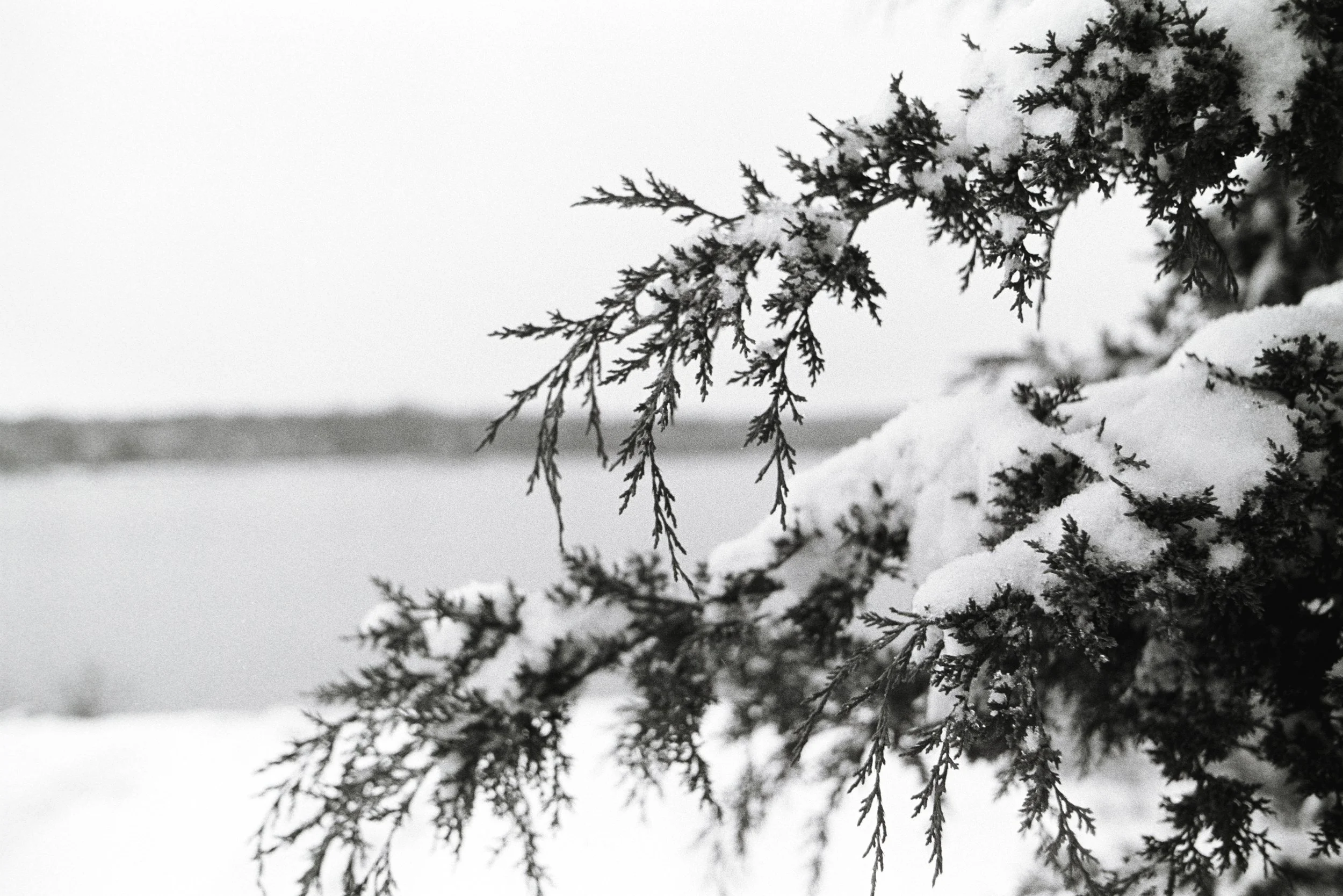 Snow-covered pine branches against a snowy landscape with overcast sky.