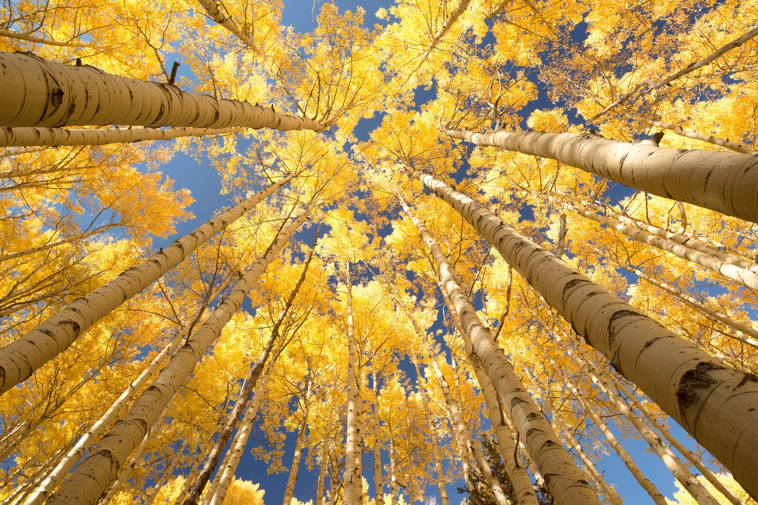 Unlock the Magic of Fall: 5 Inspiring Escapes to Discover Now