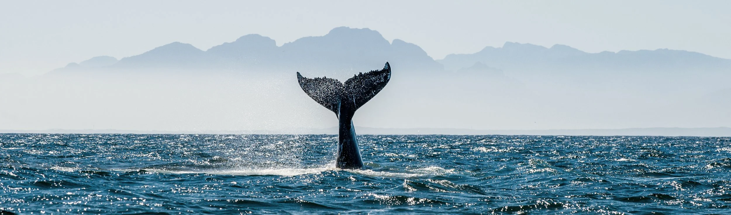 Where Giants of the Ocean Inspire Extraordinary Journeys