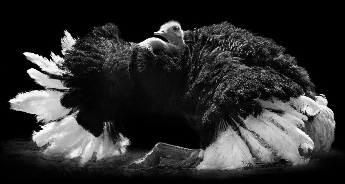 Ostrich Dance.jpg