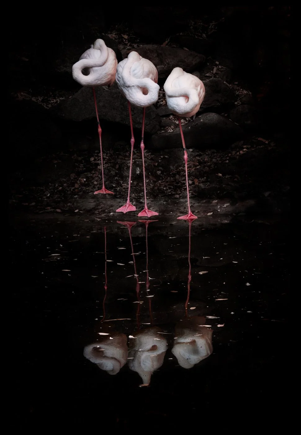 Autumn-Flamingos.jpg