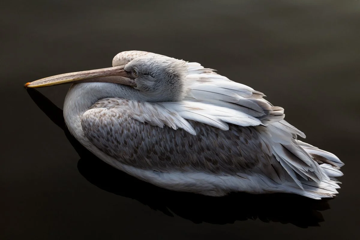Top-Pelican.jpg