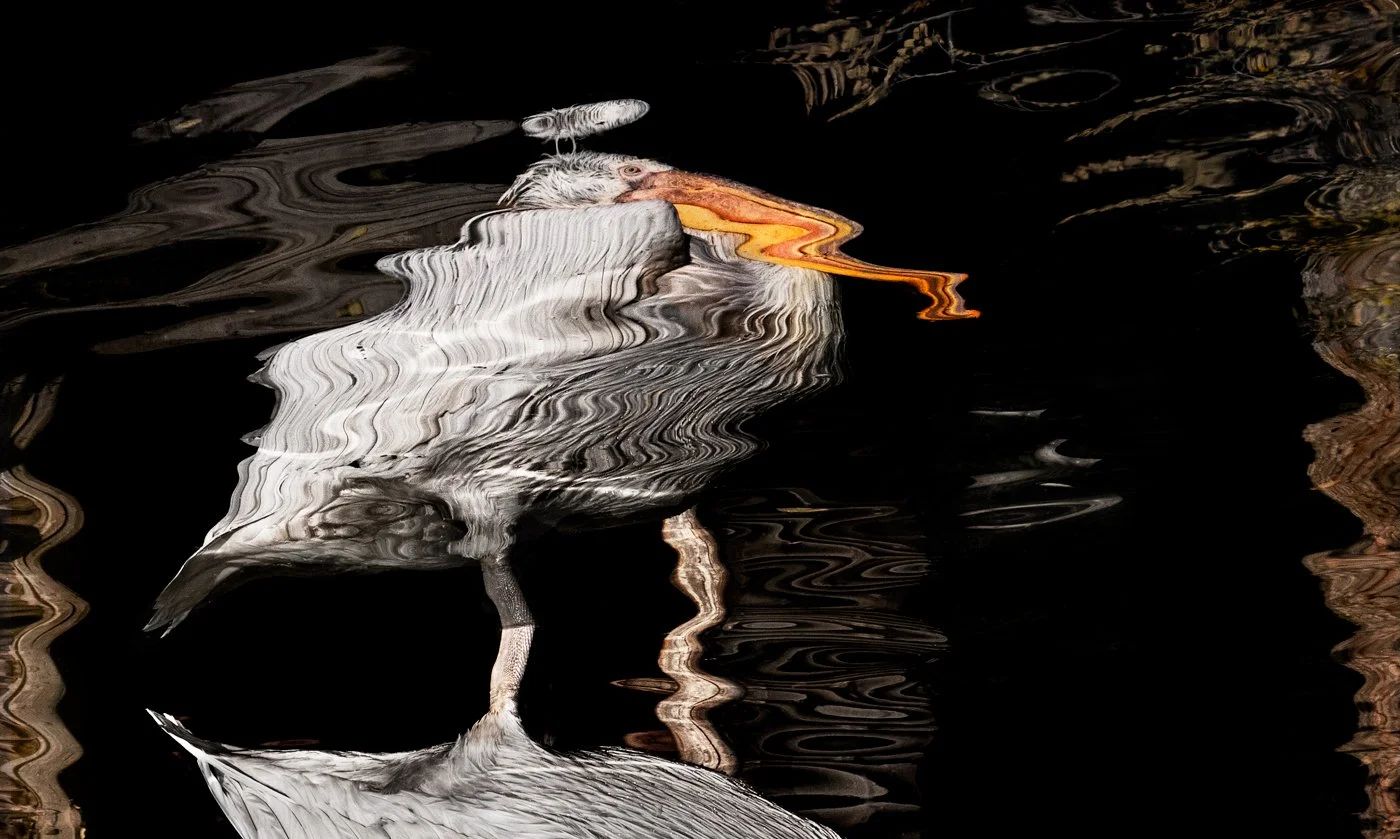 Reflex-Pelican2.jpg