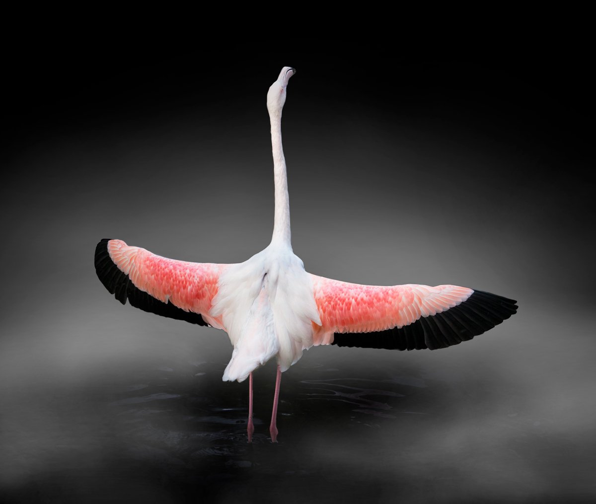 Cross-Flamingo.jpg