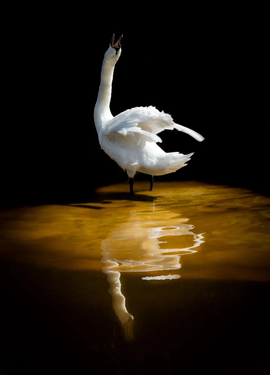 swan.jpg