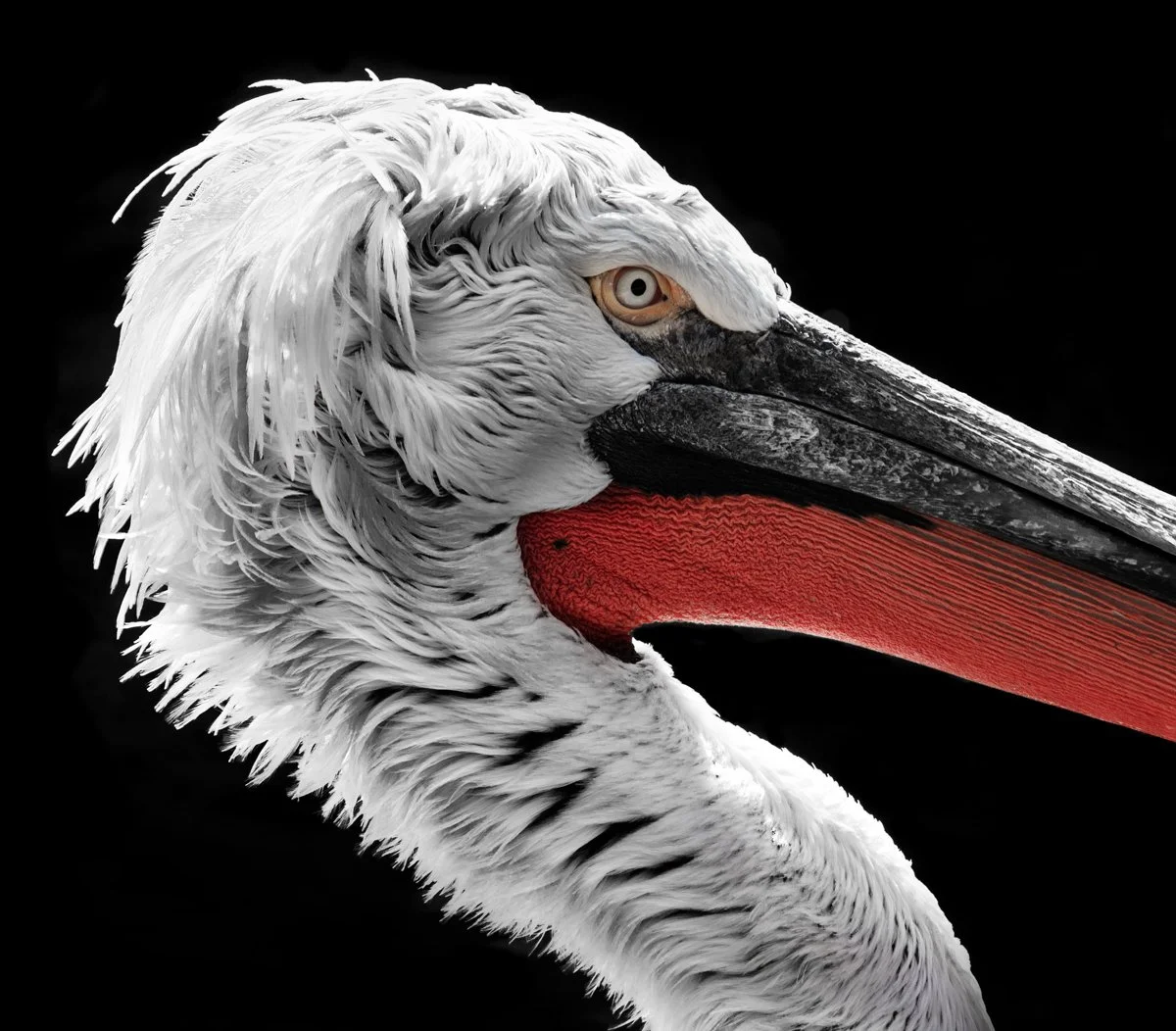 Profile-Pelican.jpg