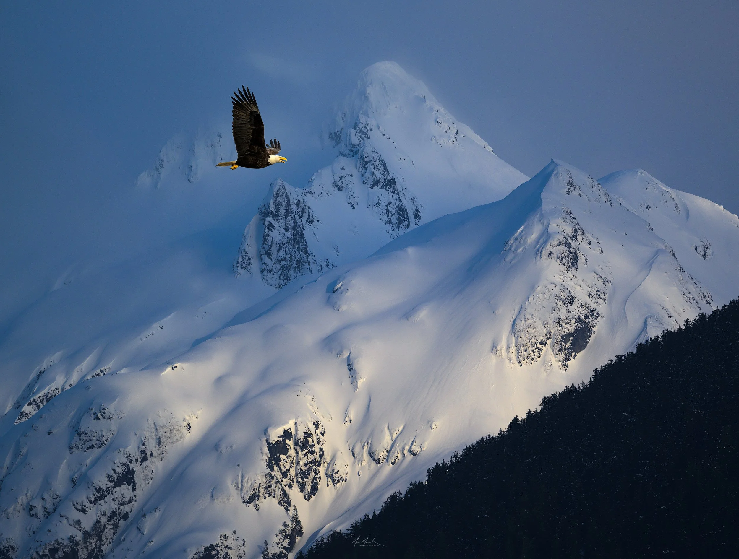 FREEDOM