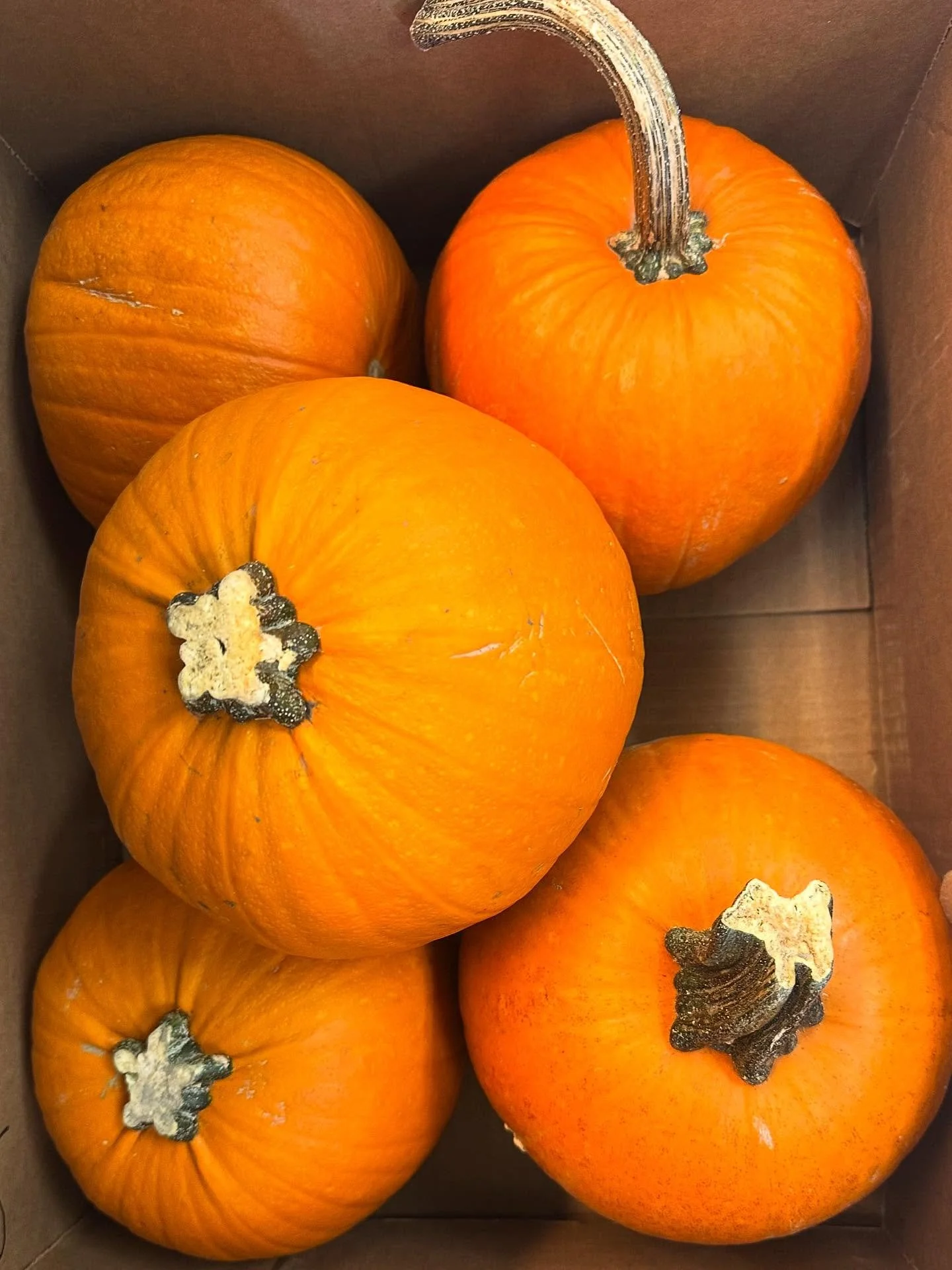 🎃 It&rsquo;s LOCAL Squash Season!!! 🎃 Just in from @farmrunners, we have pie pumpkins, red kuri, kabocha &amp; honeynut squash!!! 
:
#gunnison #colorado #shopmainstreet #shoplocal #gunnisonvitamin #gunnisonhealthfood #localfoodgunison #gunnisonvall