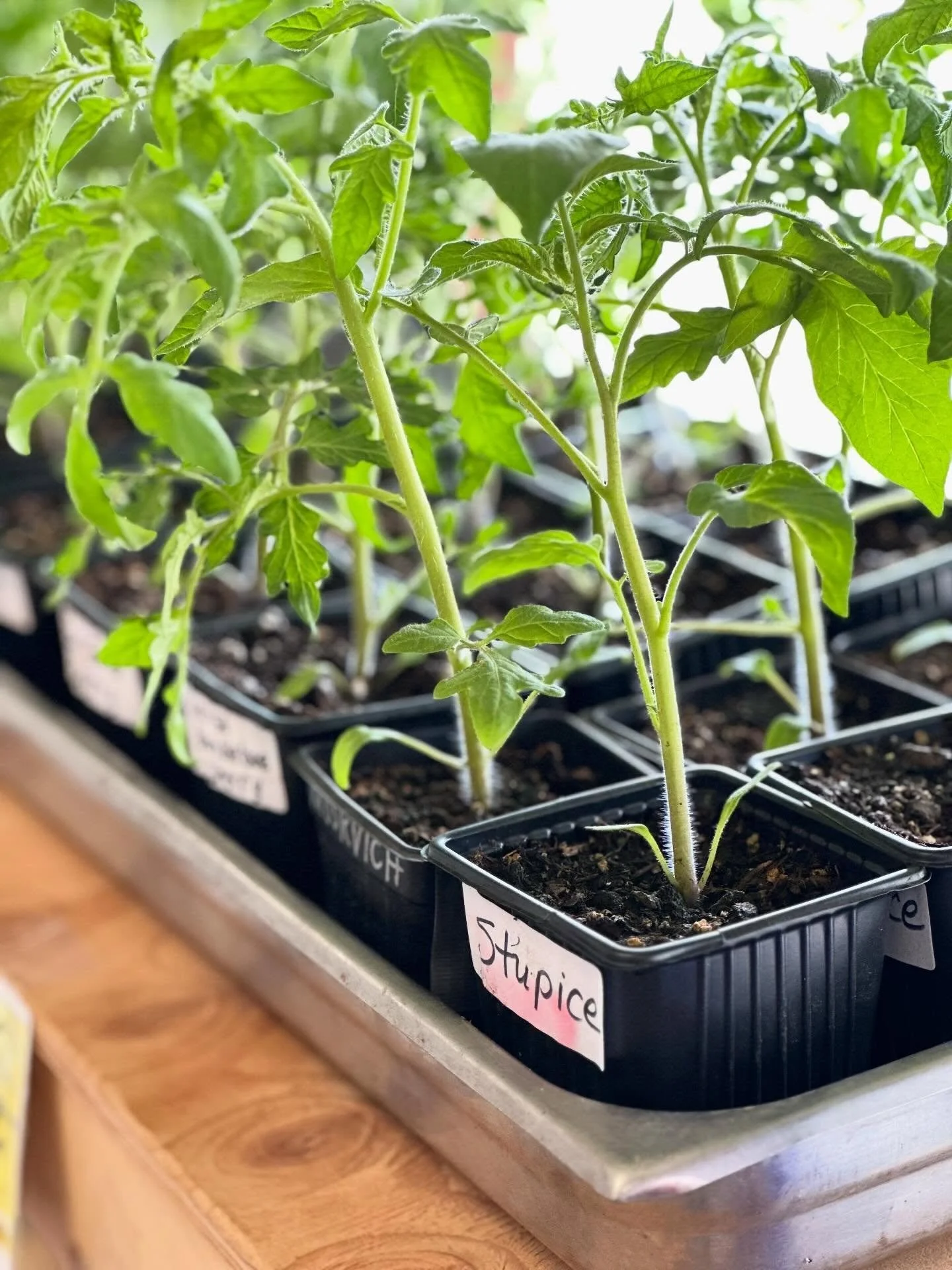 🍅 Beautiful tomato starts just in from Jan @ Spruce &amp; Ruby Organics! These are all early season varieties that do well here in our tricky climate. Grab them while you can!!! NO DISCOUNT ON THE SEEDS OR PLANT STARTS!!! 🍅
:
:
#gunnison #colorado 