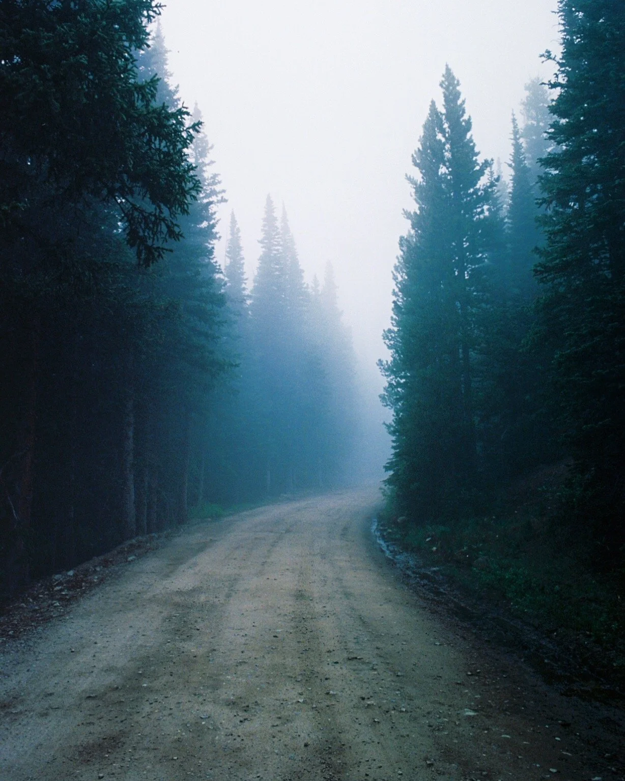 A dirt road winding through a misty forest lined with tall evergreen trees.