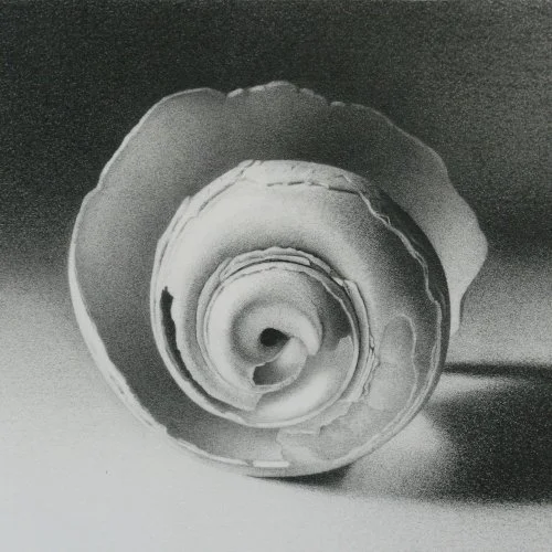 Moon Shell 13 4" x 4"
