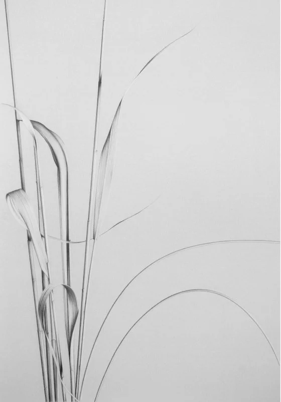 Common Reed 10 21" x 14"