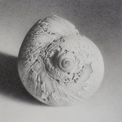 Moon Shell 25 4" x 4"