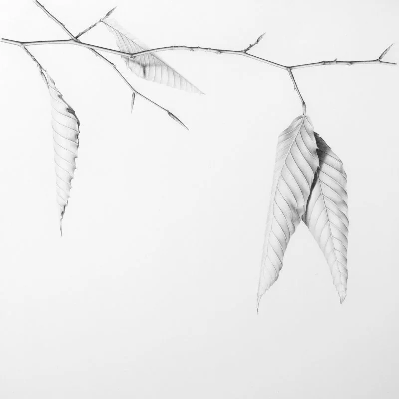 BeechLeaves 1 14" x 14"