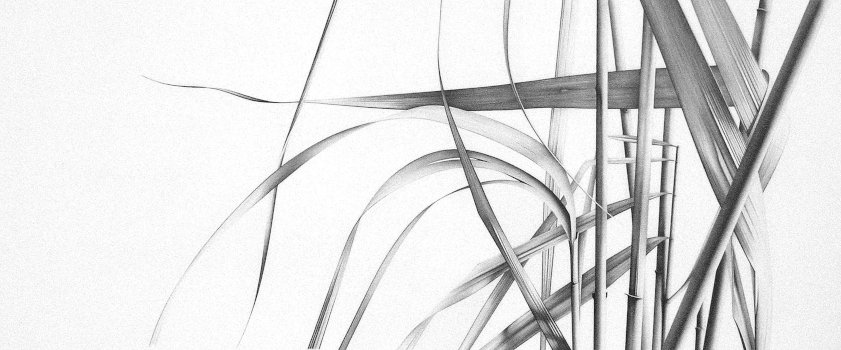 Common Reed 1 10.5" x 25.5"