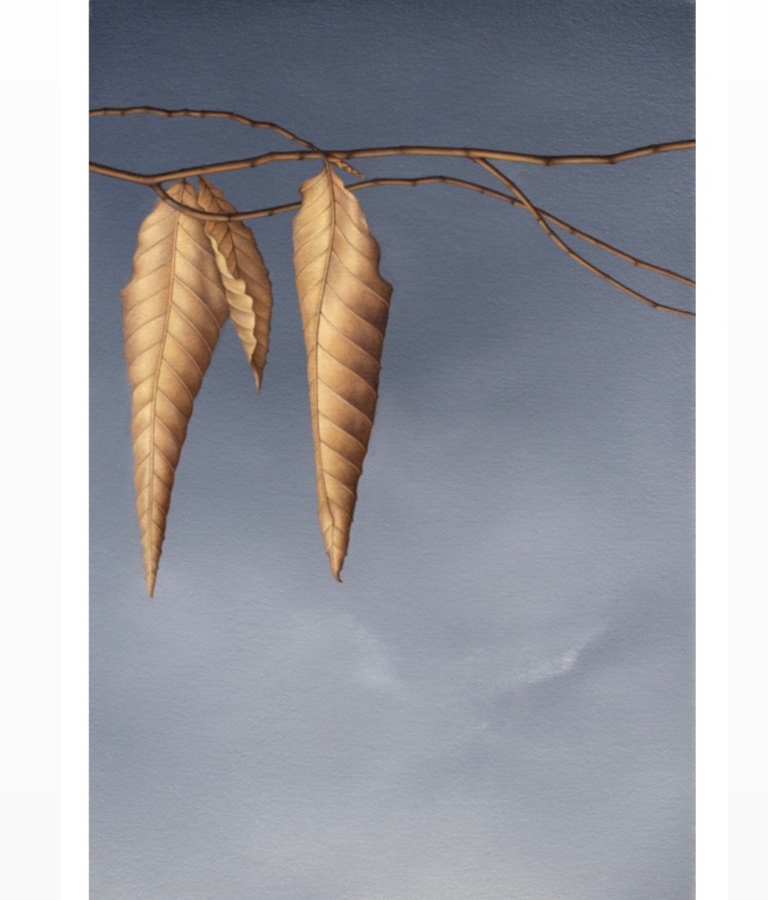 Beech Leaves 11
