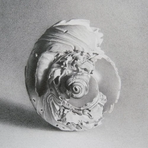 Moon Shell 21 4" x 4"