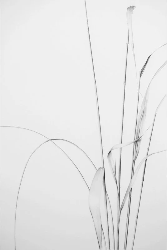 Common Reed 8 21" x 14"
