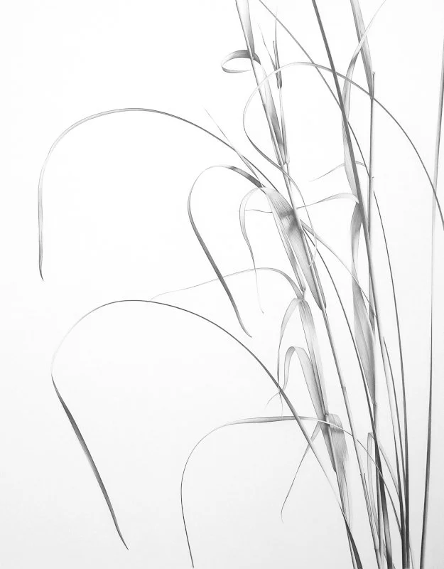 Common Reed and Cattail 26" x 20"