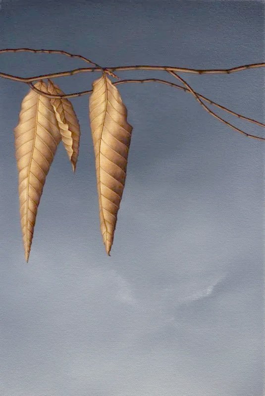 BeechLeaves11%281%29.jpg