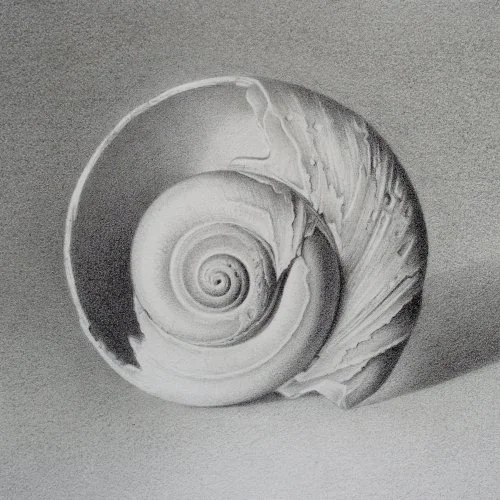 Moon Shell 26 4" x 4"