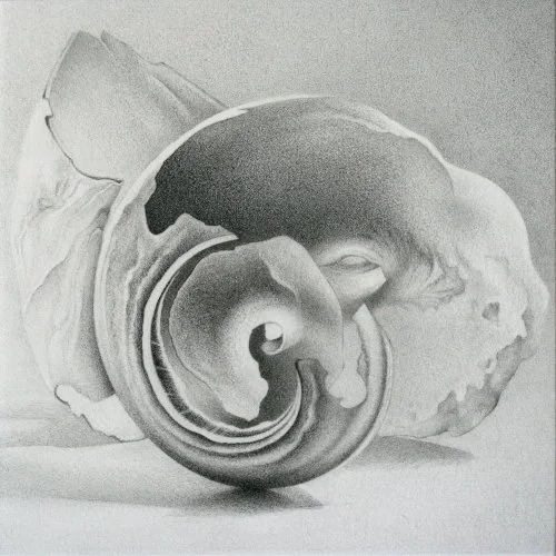 Moon Shell 1 4" x 4"