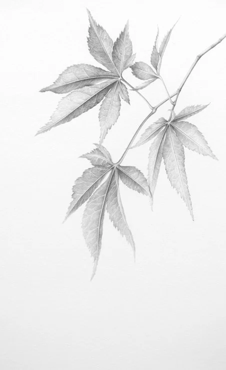 Japanese Maple 12" x 8"