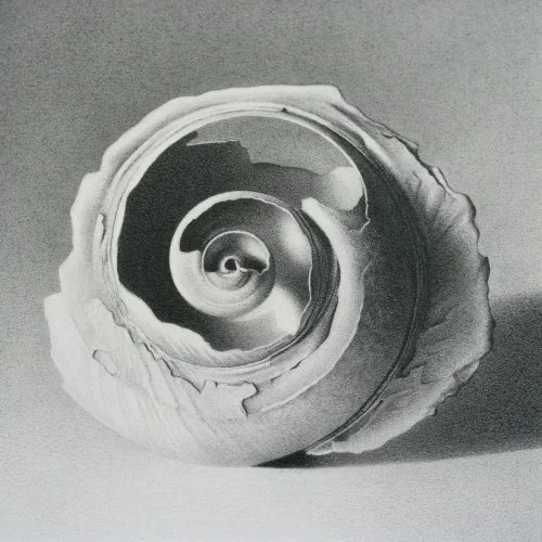 Moon Shell 8 4" x 4"