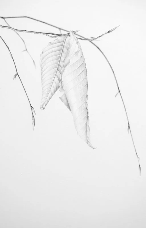 Beech Leaves 5 12" x 8"