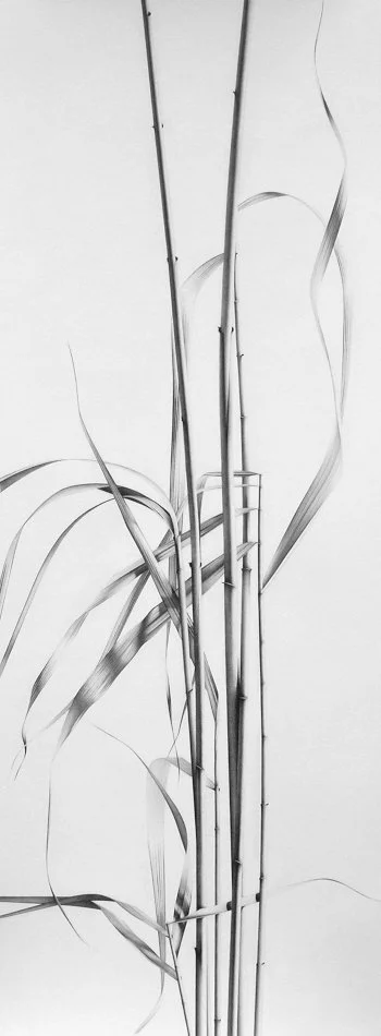 Common Reed 2 28" x 9.5"