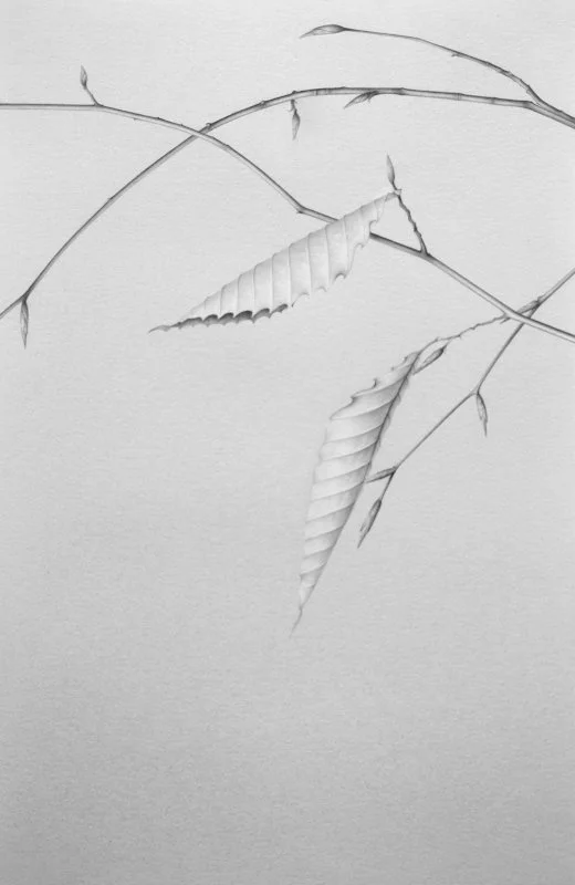 Beech Leaves 6 13" x 9"