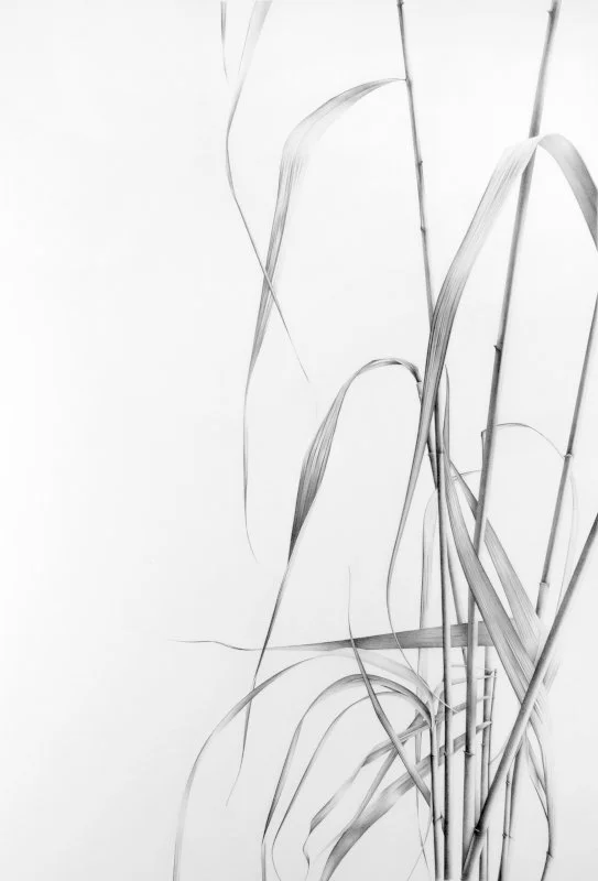 Common Reed 3 24" x 16"