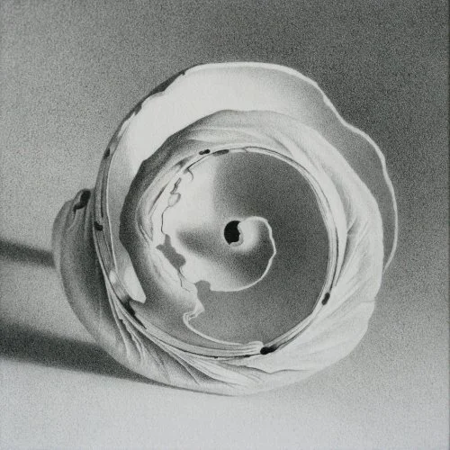 Moon Shell 9 4" x 4"