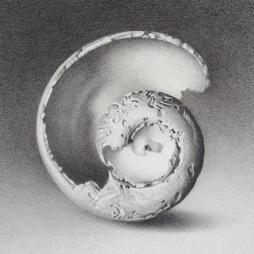 Moon Shell 28 4" x 4"