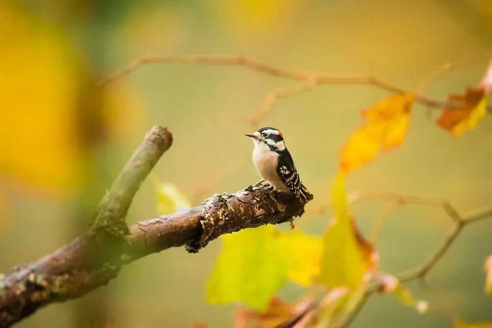A woodpecker perched on a tree branch with yellow leaves in the background.