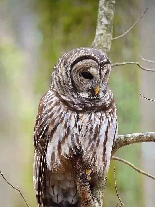 A close-up of a barred owl perched on a tree branch with a blurred natural background.