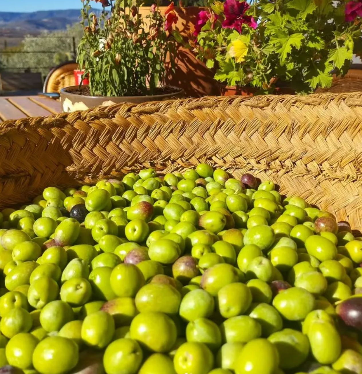 imgi_15_Green+olives+in+basket.png
