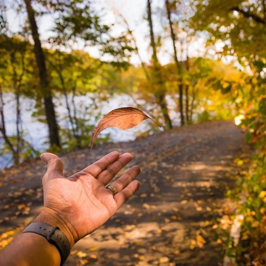 A person throwing a brown autumn leaf into the air on a wooded trail near a body of water.