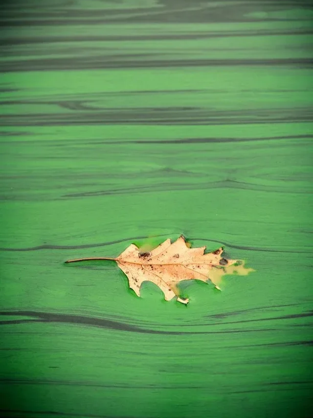 A dried brown leaf resting on a green wooden surface.