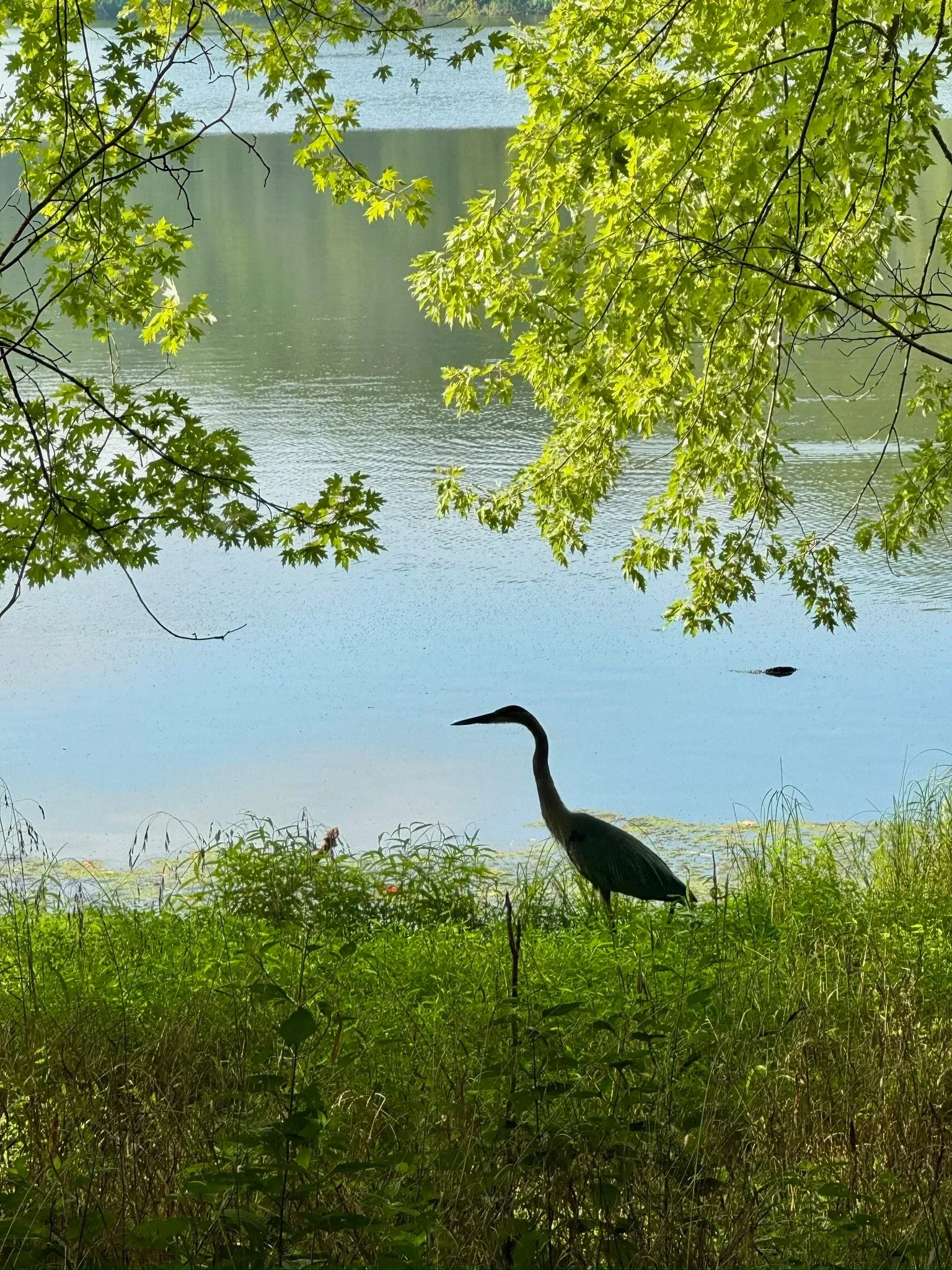 A heron standing by a lake under overhanging green trees with lush grass in the foreground.