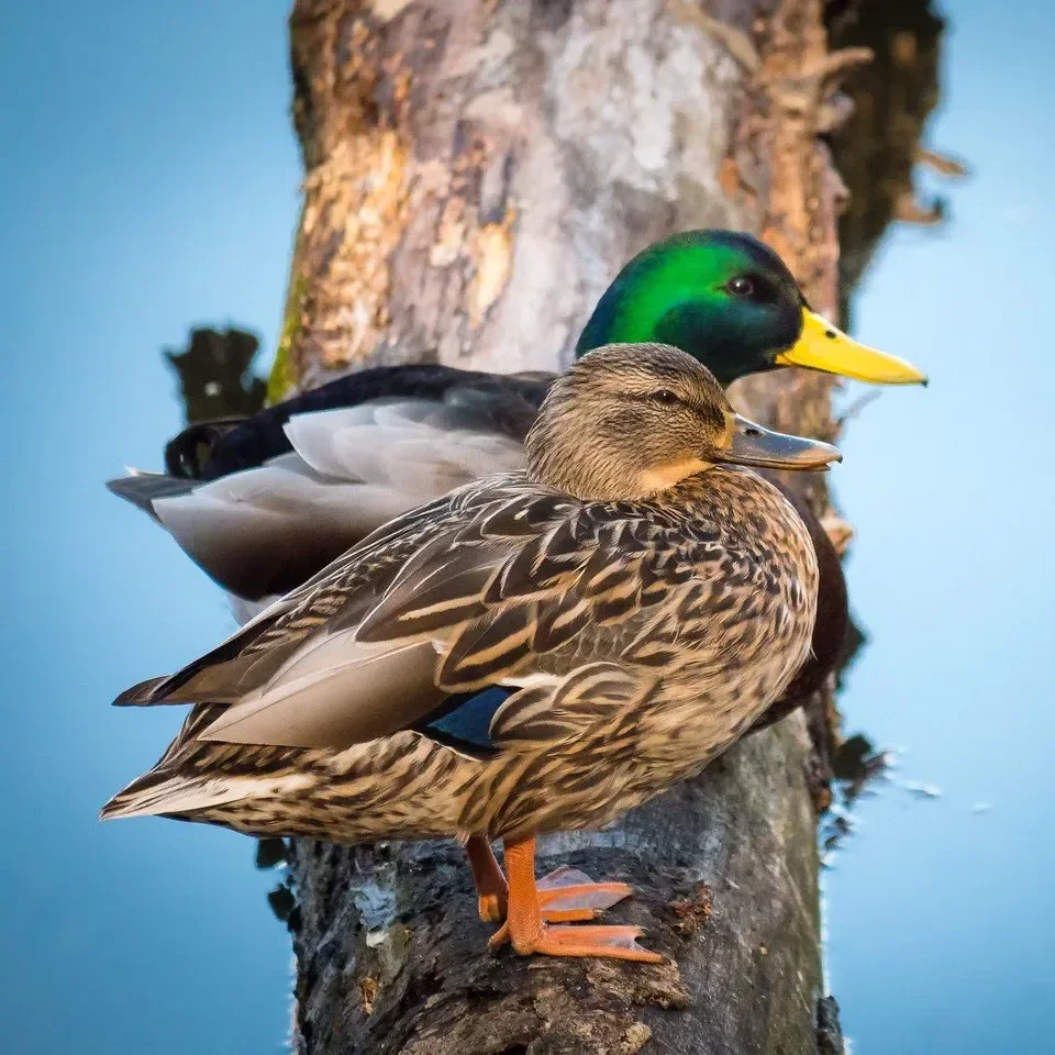 Two ducks standing on a log by the water, with a tree trunk in the background. One duck has a brown and beige patterned plumage, and the other has a green head with a yellow beak.