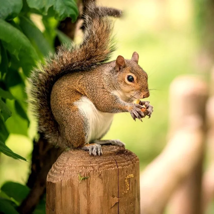 A squirrel sitting on a tree stump holding a nut in its paws, surrounded by green leaves.