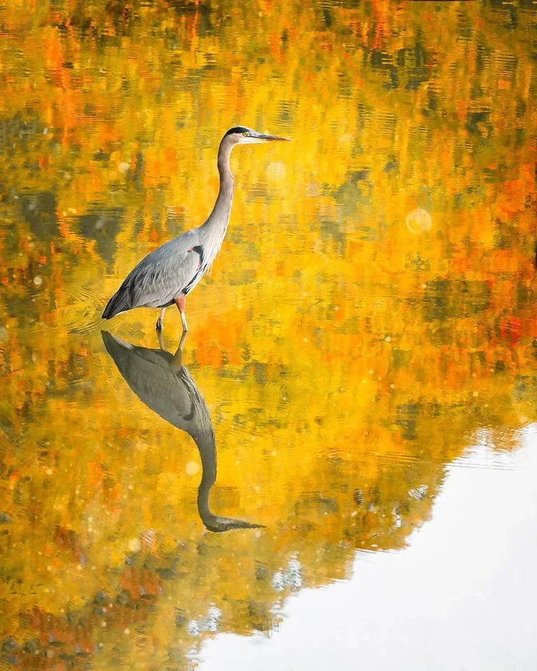 A heron standing in calm water with reflections of colorful autumn trees.