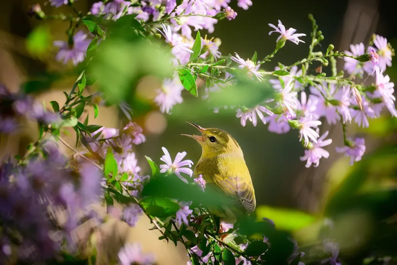 A small yellow bird with a thin beak singing among pink and purple flowers in a lush garden.