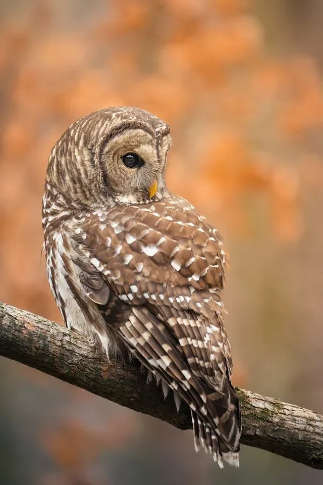 A close-up of a brown and white owl perched on a tree branch with a blurred autumn-colored background.
