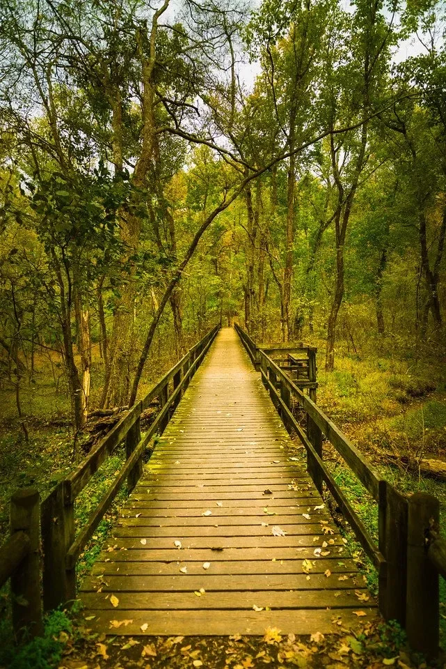 Wooden walkway through a forest with green and yellow leaves, surrounded by trees.